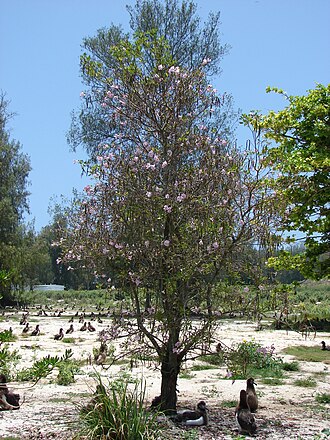 Tabebuia heterophylla